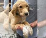 Small Photo #5 Great Pyredane Puppy For Sale in Mundelein, IL, USA