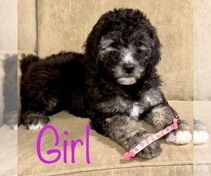 Goldendoodle Puppy for sale in MERIDIAN, ID, USA