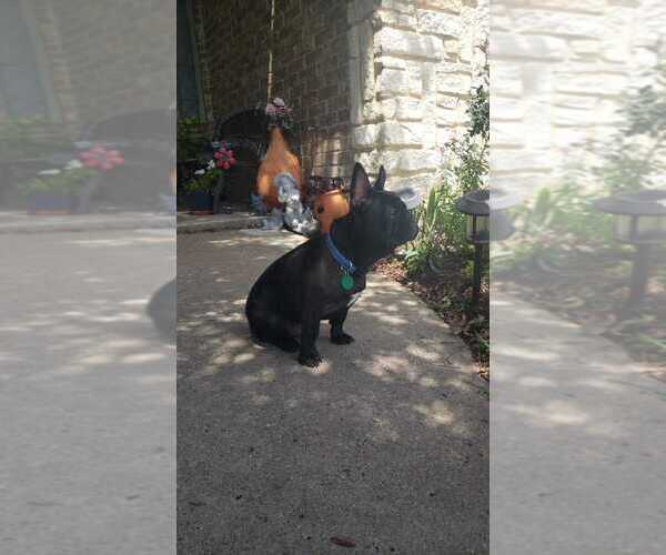 Medium Photo #1 French Bulldog Puppy For Sale in TERRELL, TX, USA