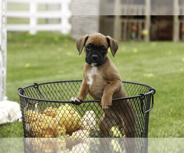 Medium Photo #4 Boxer Puppy For Sale in SHIPSHEWANA, IN, USA