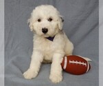 Small #4 Sheepadoodle