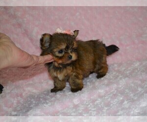 Shorkie Tzu Puppy for sale in WARRENSBURG, MO, USA