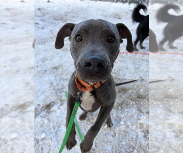 Medium Photo #3 American Pit Bull Terrier-Unknown Mix Puppy For Sale in Brewster, NY, USA