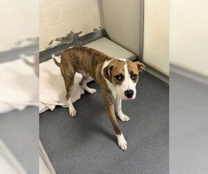 Mutt Dogs for adoption in Glen Allen, VA, USA