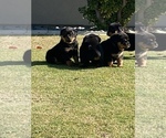 Puppy 4 Rottweiler