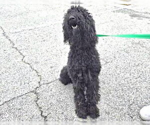 Poodle (Standard) Dogs for adoption in Houston, TX, USA