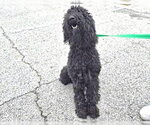 Small Poodle (Standard)
