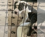 Small Photo #22 American Bully Puppy For Sale in EVERETT, WA, USA