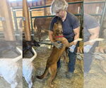 Small #4 Boxer Mix