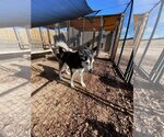 Small Photo #1 Siberian Husky Puppy For Sale in Cedar Crest, NM, USA