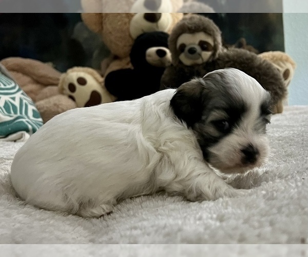 Medium Photo #4 Zuchon Puppy For Sale in RENO, NV, USA