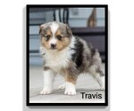 Small #14 Aussie-Corgi
