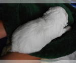 Small Photo #3 Coton de Tulear Puppy For Sale in COLUMBIA, MO, USA