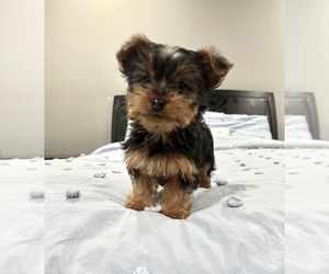Yorkshire Terrier Puppy for Sale in BROOKLAND, Arkansas USA