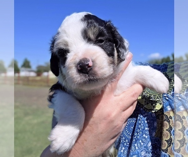 Medium Photo #3 Aussiedoodle Puppy For Sale in WILLS POINT, TX, USA