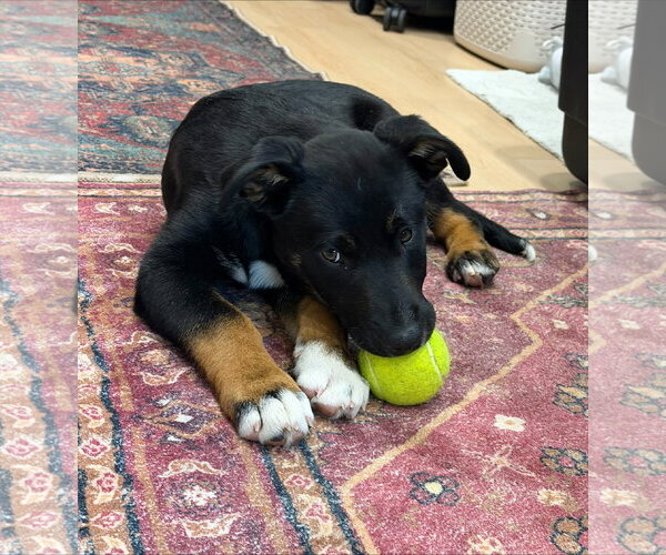 Medium Photo #5 Mutt Puppy For Sale in Sandy, UT, USA