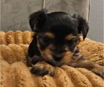 Small #1 Yorkshire Terrier