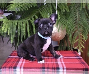 Faux Frenchbo Bulldog Puppy for sale in MILLERSBURG, OH, USA