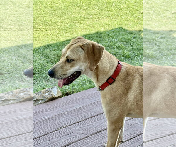 Medium Photo #5 Labrador Retriever-Unknown Mix Puppy For Sale in Fort Worth, TX, USA