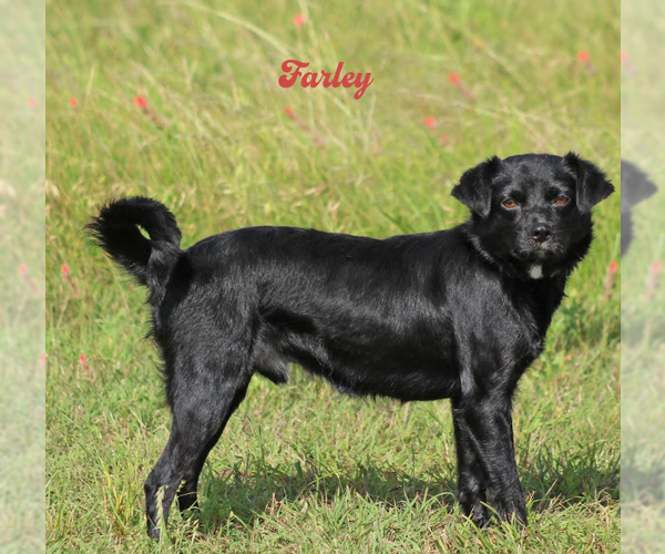 Medium Photo #4 Chihuahua-Colonial Cocker Spaniel Mix Puppy For Sale in Cranston, RI, USA