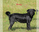 Small #3 Chihuahua-Colonial Cocker Spaniel Mix