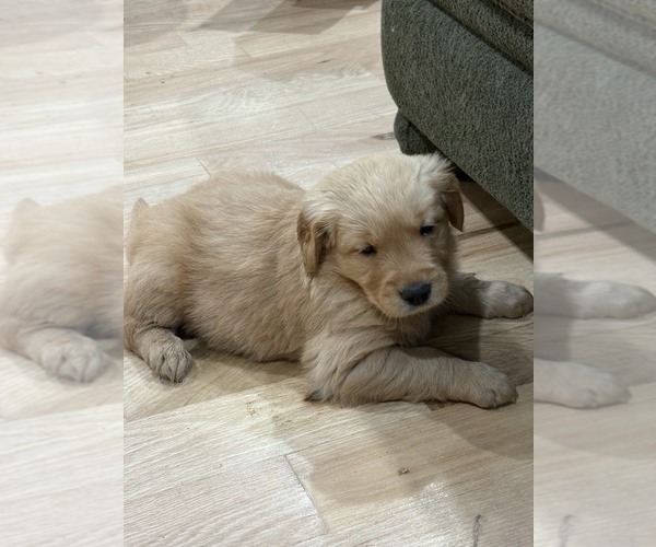 Medium Photo #1 Golden Retriever Puppy For Sale in GARDEN VALLEY, CA, USA