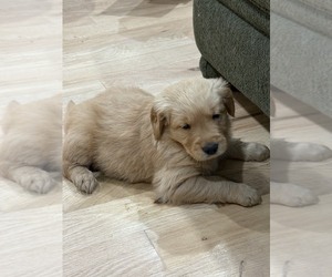 Golden Retriever Puppy for sale in GARDEN VALLEY, CA, USA