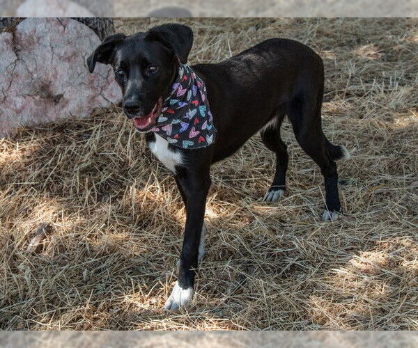 Medium Photo #2 Border Collie-Unknown Mix Puppy For Sale in San Andreas, CA, USA