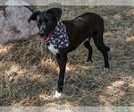 Small #1 Border Collie Mix