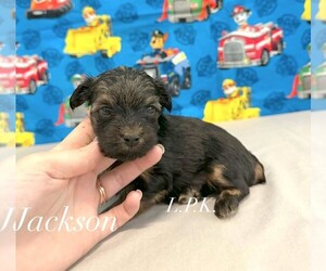Yorkshire Terrier Puppy for sale in WINNSBORO, LA, USA