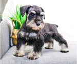 Small Photo #21 Schnauzer (Miniature) Puppy For Sale in SYRACUSE, IN, USA