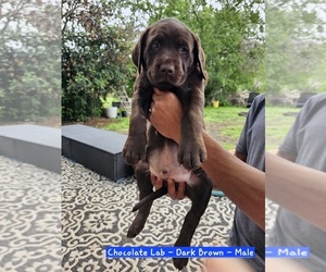 Labrador Retriever Puppy for sale in ABILENE, TX, USA