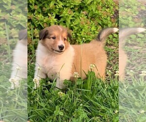 Collie Puppy for sale in BROADWAY, VA, USA