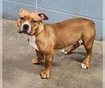 Small #3 American Pit Bull Terrier Mix