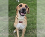 Small #2 Black Mouth Cur Mix