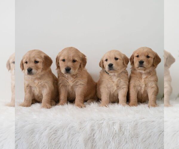 Medium Photo #6 Golden Retriever Puppy For Sale in NEWPORT, PA, USA