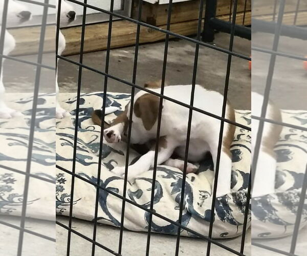 Medium Photo #1 Beagle-Unknown Mix Puppy For Sale in Stover, MO, USA