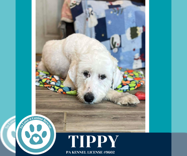 Medium Photo #3 Labrenees Puppy For Sale in Kimberton, PA, USA