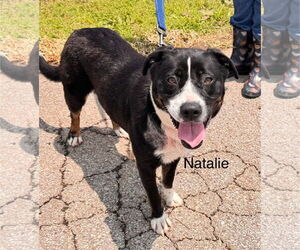American Staffordshire Terrier-Bull Terrier Mix Dogs for adoption in Waldron, AR, USA