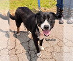 Small American Staffordshire Terrier-Bull Terrier Mix