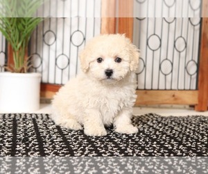 Zuchon Puppy for sale in NAPLES, FL, USA