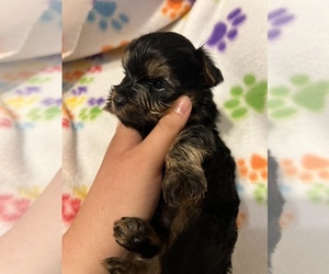 Yorkshire Terrier Puppy for Sale in ARKOMA, Oklahoma USA