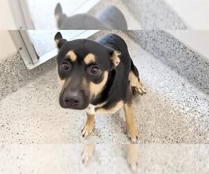Australian Kelpie-German Shepherd Dog Mix Dogs for adoption in Houston, TX, USA