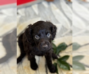 Boykin Spaniel Puppy for Sale in POWHATAN, Virginia USA