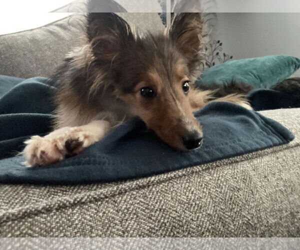 Medium Photo #5 Mutt Puppy For Sale in Catasauqua, PA, USA