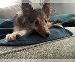 Small #4 Mutt