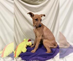 Medium Doberman Pinscher Mix