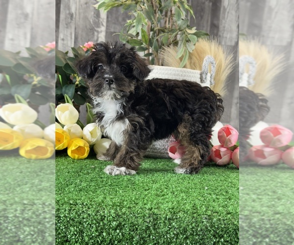 Medium Photo #3 YorkiePoo Puppy For Sale in CANOGA, NY, USA