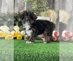 Small #2 YorkiePoo