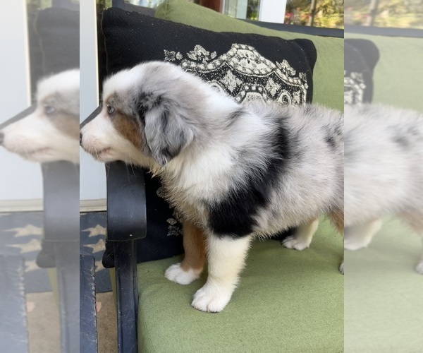 Medium Photo #15 Miniature Australian Shepherd Puppy For Sale in LA CANADA FLINTRIDGE, CA, USA